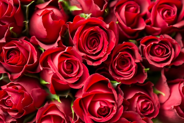 A close-up of red roses.